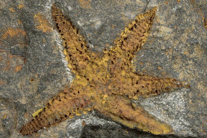 Ordovician Starfish (Petraster?) Fossil - Morocco #232716